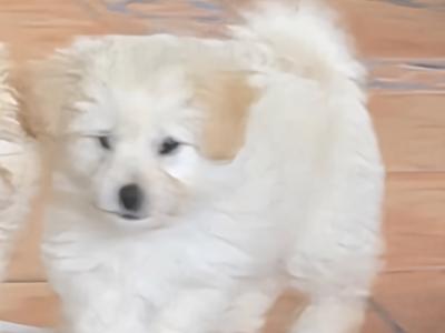 Beautiful Poochon x Pomeranian puppies Small Breed in Clare