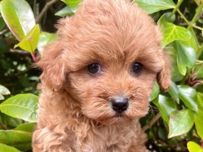 Miniature Goldendoodle puppies in Cavan