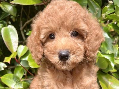 Miniature Goldendoodle puppies in Cavan