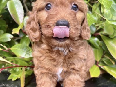 Miniature Goldendoodle puppies in Cavan