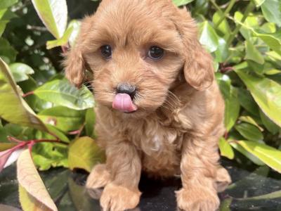 Miniature Goldendoodle puppies in Cavan
