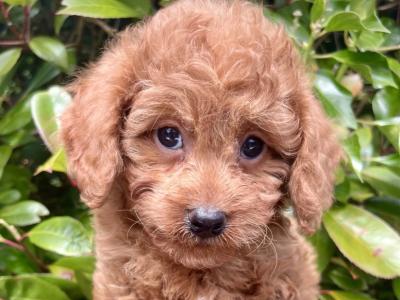 Miniature Goldendoodle puppies in Cavan