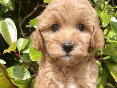 Miniature Goldendoodle puppies in Cavan