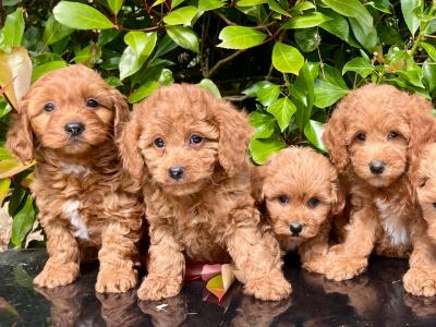 Miniature Goldendoodle puppies in Cavan