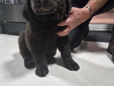 9 week old  Newfoundland puppies in Offaly