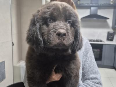 9 week old  Newfoundland puppies in Offaly