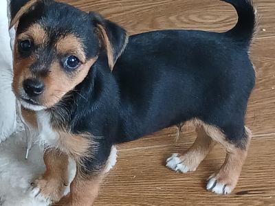 Mini Yorkshire x mini Jack Russell puppies