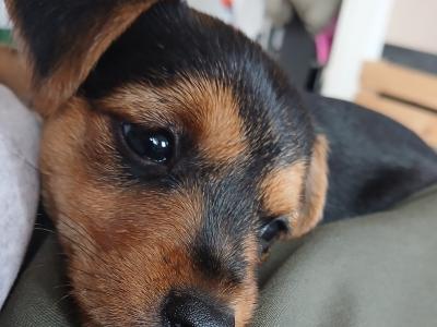 Mini Yorkshire x mini Jack Russell puppies