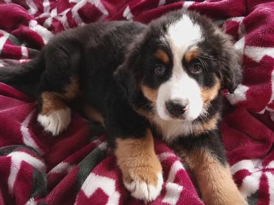 Purebred Bernese Mountain pup for sale, IKC pending