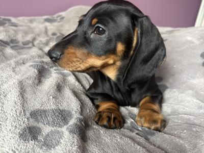 Dachshunds !!! Standard Size!!!
