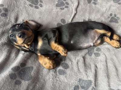 Dachshunds !!! Standard Size!!!