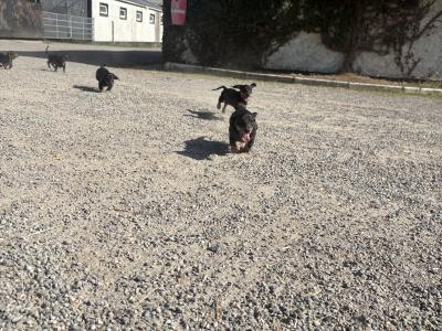 Dachshunds !!! Standard Size!!!