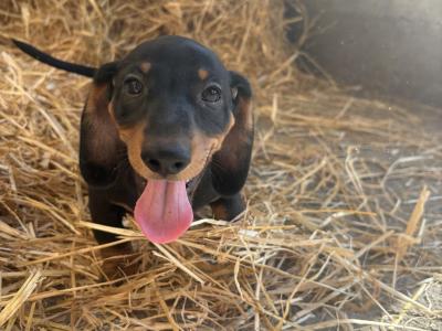 Dachshunds !!! Standard Size!!!