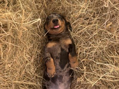 Dachshunds !!! Standard Size!!!