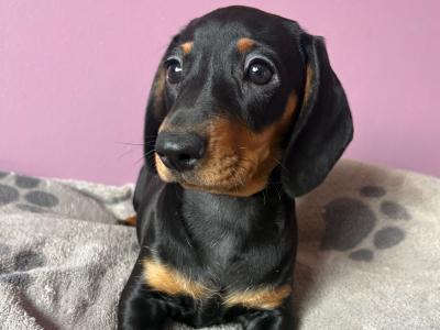 Dachshunds !!! Standard Size!!!