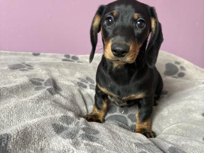 Dachshunds !!! Standard Size!!!
