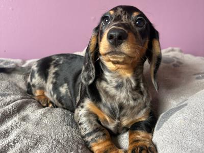 Dachshunds !!! Standard Size!!!