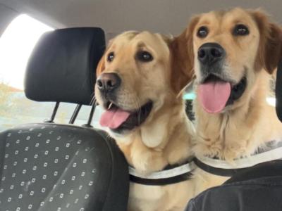 Golden Retriever puppies for sale in Galway