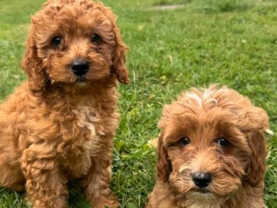 Cockapoo puppies