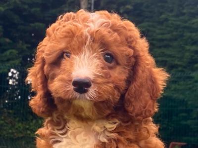 Cockapoo puppies