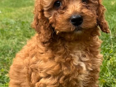 Cockapoo puppies