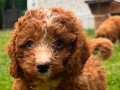 Cockapoo puppies