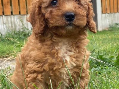 Cockapoo puppies
