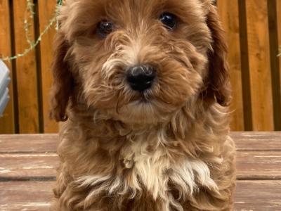 Cockapoo puppies
