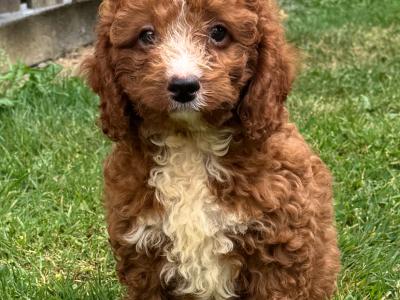 Cockapoo puppies
