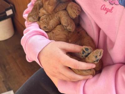 Miniature Cockapoos in Cork