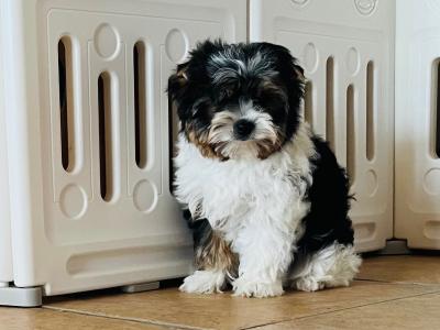 Biewer Terrier puppies in Wexford