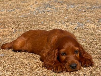 Beautiful Irish Red Setter puppies in Laois