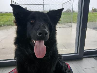 Male Black German Shepherd in Cork