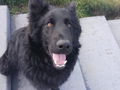 Male Black German Shepherd in Cork