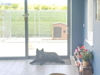 Male Black German Shepherd in Cork