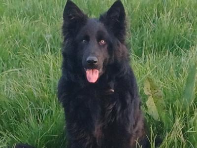 Male Black German Shepherd in Cork