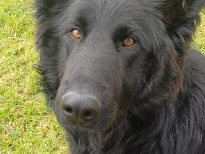 Male Black German Shepherd in Cork