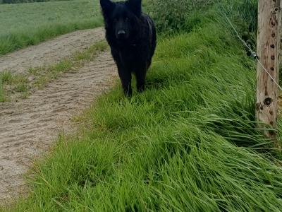 Male Black German Shepherd in Cork