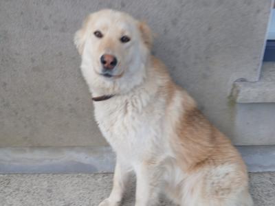 Female German Shepherd x Siberian Husky in Cork