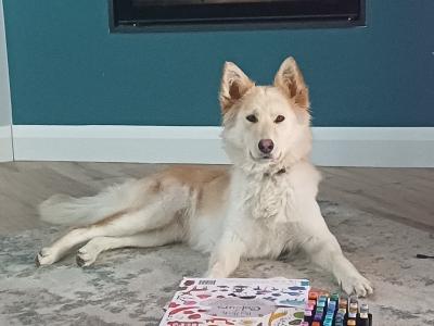 Female German Shepherd x Siberian Husky in Cork
