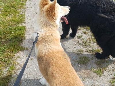 Female German Shepherd x Siberian Husky in Cork