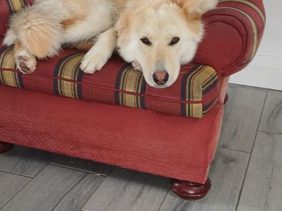 Female German Shepherd x Siberian Husky in Cork