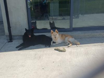 Female German Shepherd x Siberian Husky in Cork