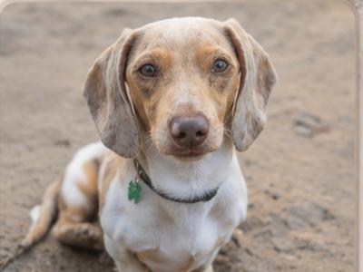 Miniature Dachshund for stud