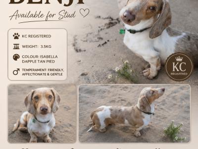 Miniature Dachshund for stud