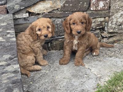 Cockapoo puppies in Wexford