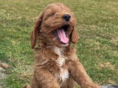 Cockapoo puppies in Wexford
