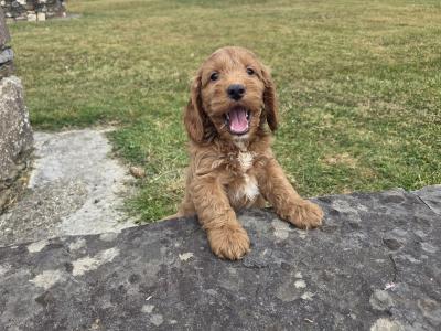 Cockapoo puppies in Wexford