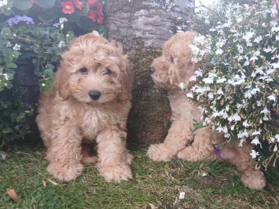 Stunning miniature Cockapoo puppies in Leitrim