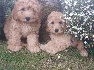 Stunning miniature Cockapoo puppies in Leitrim